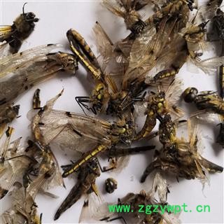 诺源药材行优质正品蜻蜓 红蜻蜓 另有绿蜻蜓图2