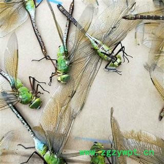 诺源药材行优质标本绿头蜻蜓 完整标本 实物拍照图2