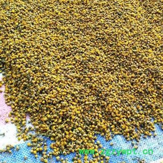 【新货香浓】秦岭野生小菊花 散装菊花头茬花蕾 日晒无硫500g图4