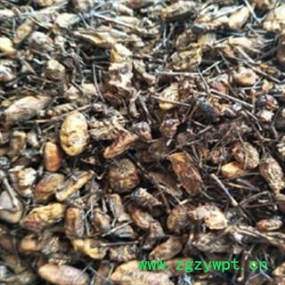 诺源药材行正品蜘蛛 花蜘蛛 草蜘蛛 花结蛛图2