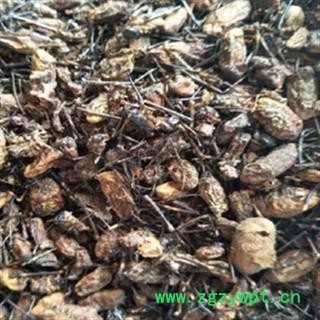 诺源药材行正品蜘蛛 花蜘蛛 草蜘蛛 花结蛛图3