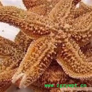 诺源药材行优质海星  可做海星泡酒料 搭配海马  海星图2