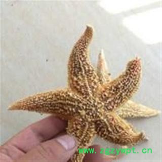 诺源药材行优质海星  可做海星泡酒料 搭配海马  海星图3