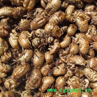 安祁名药蝉蜕 蝉蜕统货 产地 河北省图2