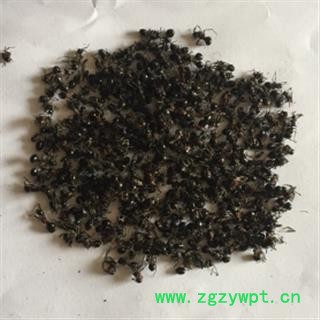 安祁名药 黑蚂蚁 贵州大蚂蚁图2