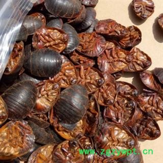 安祁名药土鳖虫  土元  正品大统货图2