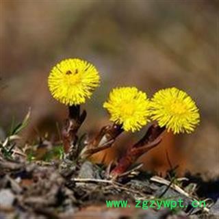 款冬花 款冬花统货 产地 甘肃省天水市北道区 大货批发价图2