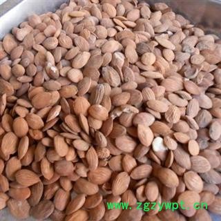 产地直销 一手货源 价格优 桃仁 扁桃仁统货 产地 山东省图3