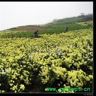 贡菊花 统 产地 安徽省黄山市徽州区  大货批发价图2