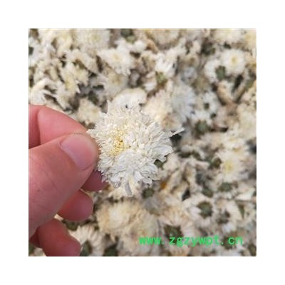 贡菊花 统 产地 安徽省黄山市徽州区  大货批发价