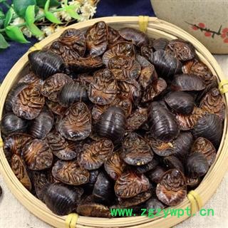 土元 秦岭优质土鳖虫节节虫 日晒无硫500g图3