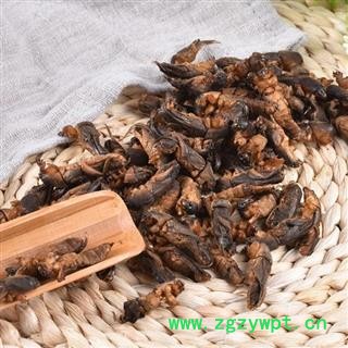 蝼蛄  耕狗土狗子 秦岭特产250g图2