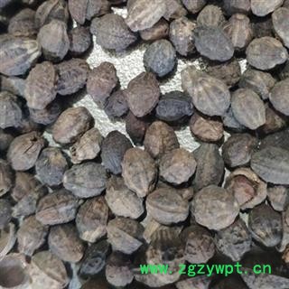 小丽百草行茉莉花子  茉莉花籽 小地雷 小南强 柰花 木梨新货量大从优图2