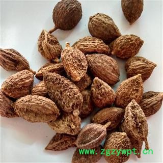 砂仁 阳春壳砂仁炕干选货 产地 云南省图2