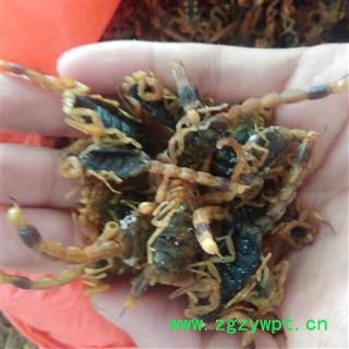 全蝎 大个 盐水全蝎伏货 包药检 精选货 空腹 纯干货 产地 山东省图2