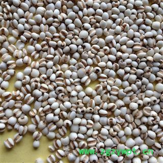 小粒薏苡仁  薏仁米  薏米 95货 好货无硫   量大电议 产地 贵州省图2