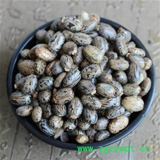 蓖麻子 正品保证质量7天无理由退货退款 安品堂图2