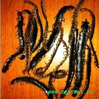 蜈蚣不插竹签 统 产地 湖北省荆门市市辖区图3