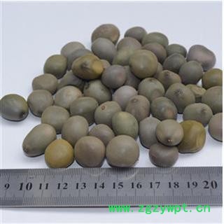 大托叶云实 正品保证质量7天无理由退货退款 安品堂图3