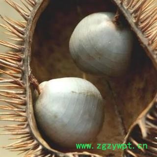 大托叶云实 正品保证质量7天无理由退货退款 安品堂图4