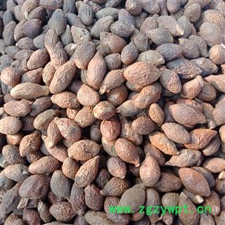 胖大海 大海精品大统货正品保证实图拍照 中药材批发丽丽药业图2