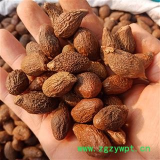 胖大海 大海精品大统货正品保证实图拍照 中药材批发丽丽药业图3