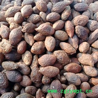 胖大海 大海精品大统货正品保证实图拍照 中药材批发丽丽药业图4