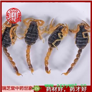 全蝎 山西陕西盐水全蝎秋货 药典正品 中药材 瑞芝堂产地直供1000克 规格齐全 一站购齐图2