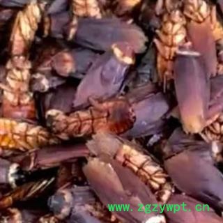 中药材蟑螂 烘干无菌大蟑螂 正品无硫  安国中药材批发零售大全图3