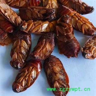 中药材蟑螂 烘干无菌大蟑螂 正品无硫  安国中药材批发零售大全图2