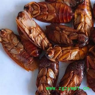 中药材蟑螂 烘干无菌大蟑螂 正品无硫  安国中药材批发零售大全图4