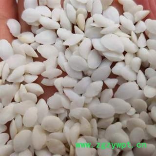 中药材鱼脑石 鱼首石鱼枕石人工挑选 自然晾干 干净无杂 风筛除灰尘 质量有保证 安国中药材批发零售大全图2