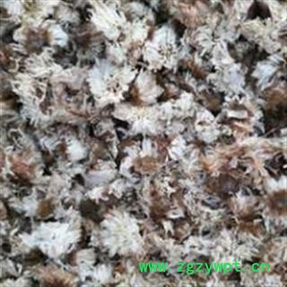 安祁名药优质祁菊花 新货图2