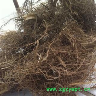 安祁名药向日葵根葵花根 另有葵花盘 葵髓图2