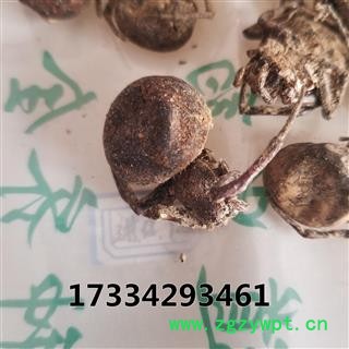 蝇虎 大黑蜘蛛 药用 蜘蛛 黑蜘蛛 狼蛛 圆蛛网虫 扁蛛园蛛图4