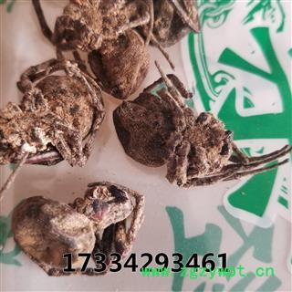 蝇虎 大黑蜘蛛 药用 蜘蛛 黑蜘蛛 狼蛛 圆蛛网虫 扁蛛园蛛图3