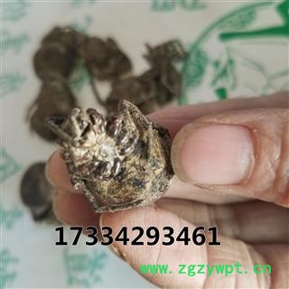 蝇虎 大黑蜘蛛 药用 蜘蛛 黑蜘蛛 狼蛛 圆蛛网虫 扁蛛园蛛图2