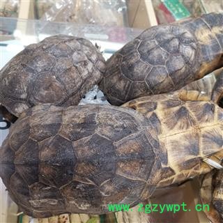 瑞森药材行龟壳整个龟壳 底盖都有龟壳摆件16公分左右图2