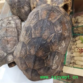 瑞森药材行龟壳整个龟壳 底盖都有龟壳摆件16公分左右图3