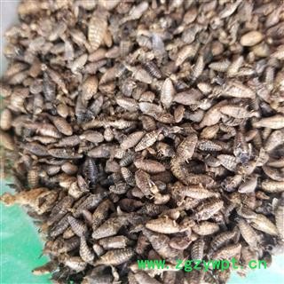 金沙牛 蚁狮 砂牛虫 沙谷牛图3