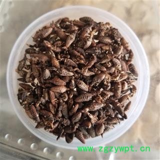 金沙牛 蚁狮 砂牛虫 沙谷牛图4