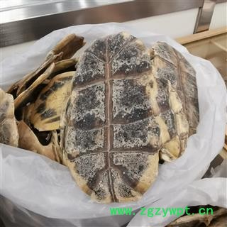 瑞森药材行龟壳 龟板旱龟板 河龟板  保含量河板统货产地湖北图2