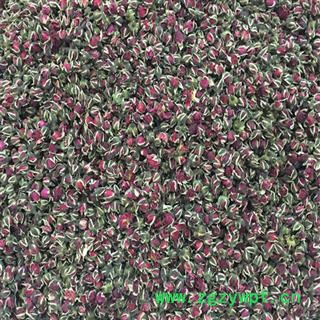 云南金边玫瑰花茶 2020年新花图2