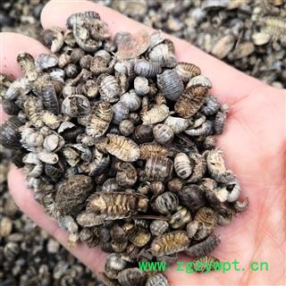 诺源药材行优质鼠妇虫 潮虫  无硫干品图4