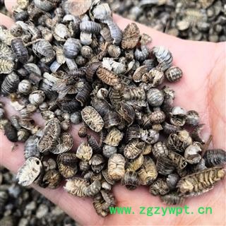 诺源药材行优质鼠妇虫 潮虫  无硫干品图3