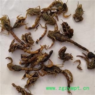 安祁名药全蝎 淡盐水 产地 山西省图3