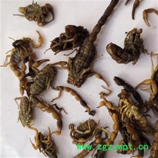 安祁名药全蝎 淡盐水 产地 山西省图2