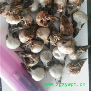 安祁名药雀脑 褪毛雀脑正品图2