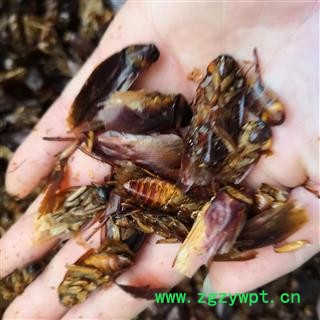 安祁名药蟑螂   干蟑螂 偷油婆 美洲大蠊图2