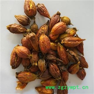 栀子 福建栀子统货 产地 福建 华美中药 产地直销 重在品质图2